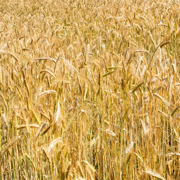 Rijpe rogge oren in veld op Bavaria in de zomer — Stockfoto