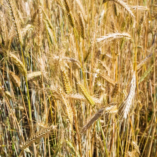 Rijpe rogge oren close-up in veld in Beieren — Stockfoto