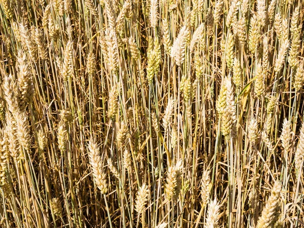 Wheat ears close up in field in Bavaria — Stock Photo, Image