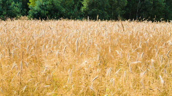 Gebied van rijpe gele rogge in Polen in de zomer — Stockfoto