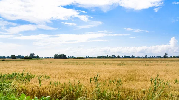 Paisaje rural en el centro de Polonia en verano —  Fotos de Stock