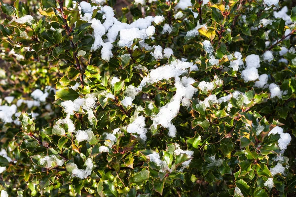 Smeltende sneeuw op groene bladeren van Holly bush — Stockfoto
