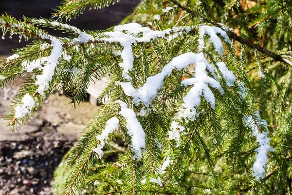 Smeltende sneeuw op de takken van Spar boom op achtertuin — Stockfoto