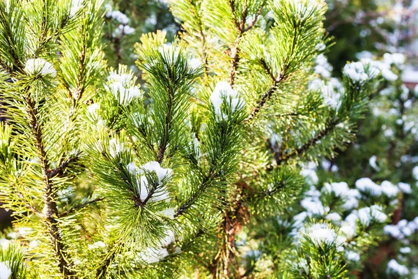 Flocons de neige sur les brindilles vertes de pin — Photo