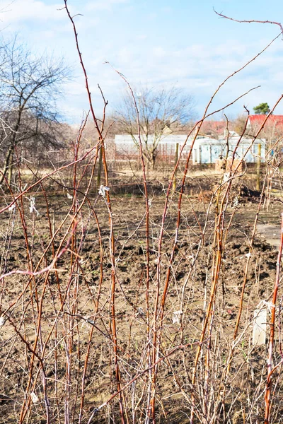 Kırsal bahçede çıplak ahududu çalı — Stok fotoğraf