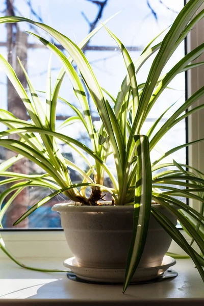 Planta de interior Chlorophytum en maceta en el alféizar de la ventana — Foto de Stock