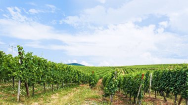 Alsace şarap rotası bölgedeki bağ üzerinde mavi gökyüzü