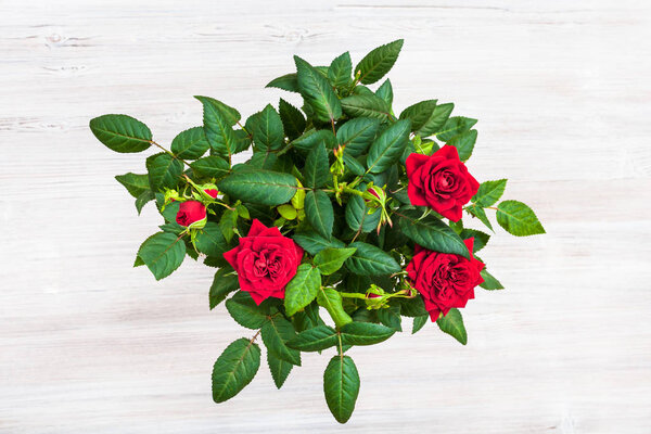 куст со свежими красными цветами розы на сером столе
