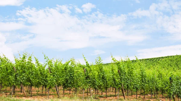 Blue sky over green vineyard in Alsace — Stock Photo, Image