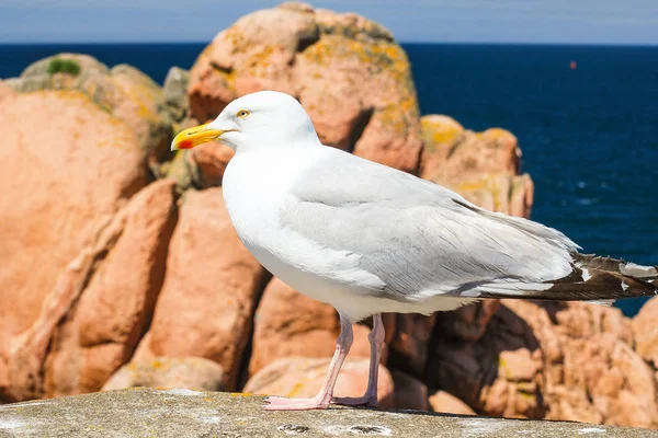 Seagull on boulder on rocky coast of Ile-de-Brehat — Stock Photo, Image