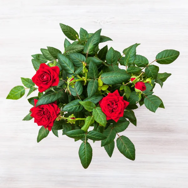 Куст со свежими цветами красной розы на серой доске — стоковое фото