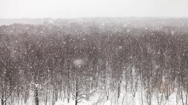 Panoramautsikt över snöfall över skogen — Stockfoto
