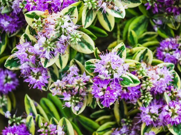 Violette bloemen op groene weide in regen — Stockfoto