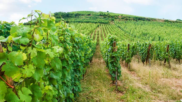 Vingården sängar i regionen Alsace vinvägen — Stockfoto