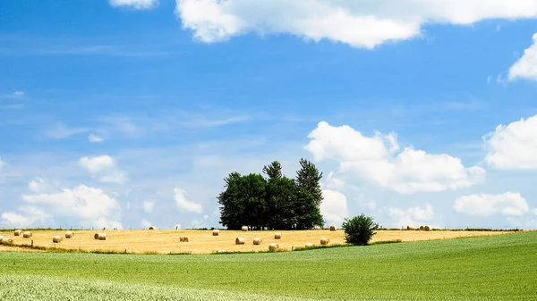 Spannmål fält under blå himmel i Picardie — Stockfoto