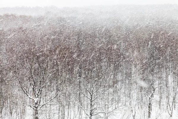 Sneeuwstorm over bos in de winter — Stockfoto