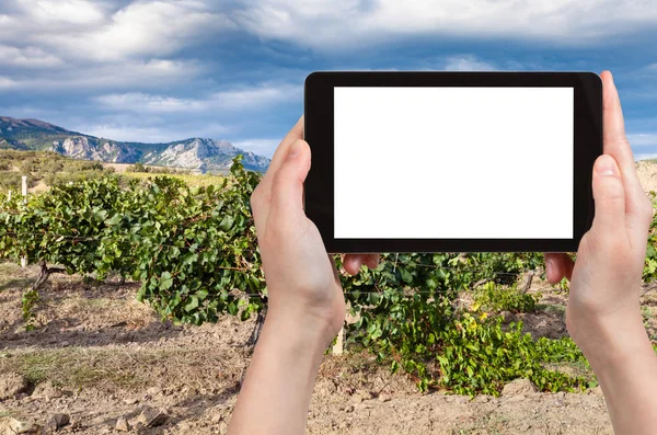 Tourist photographs Massandra vineyard in Crimea — Stock Photo, Image