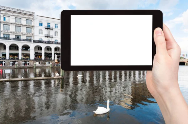 Fotografías turísticas cisne en el lago Alster en Hamburgo —  Fotos de Stock