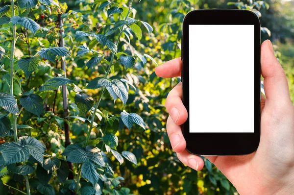 Toeristische foto's raspberry struiken in de tuin — Stockfoto