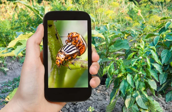 Fotografias turísticas bug de batata em arbustos de berinjela — Fotografia de Stock