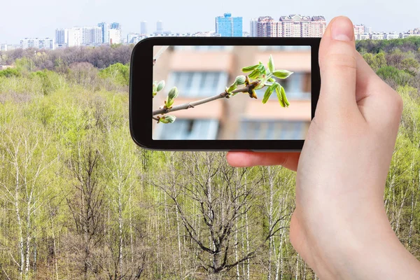 Turist fotografier unga gröna blad på träd — Stockfoto