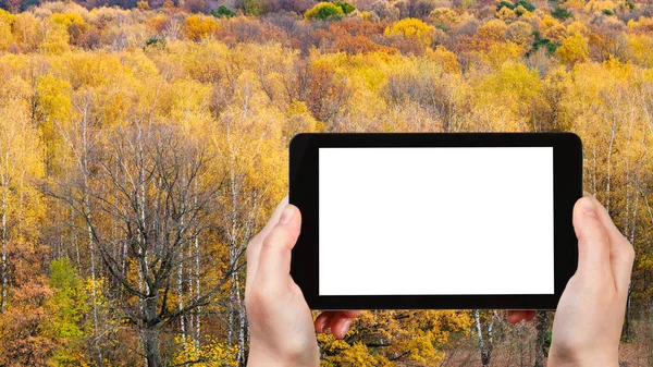 Tourist photographs yellow forest in autumn — Stock Photo, Image