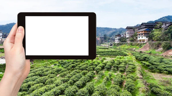 Зеленое чайное поле в Чэнъяне — стоковое фото