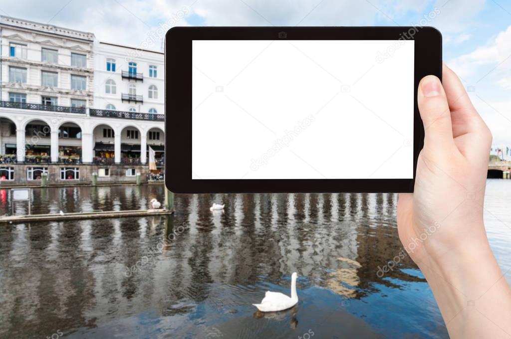 tourist photographs swan in Alster Lake in Hamburg