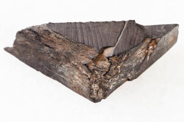 beyaz üzerine kaba Gagate (Jet) taş