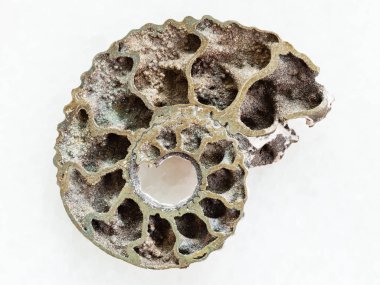 cilalı Ammonit fosil beyaz mermer üzerinde