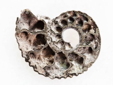 Ammonit fosil beyaz yarısı cilalı