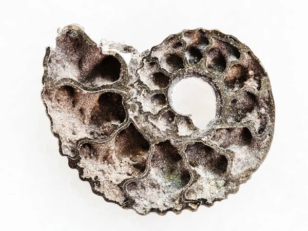 Moitié polie de fossile d'ammonite sur blanc — Photo