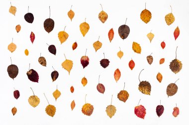 beyaz üzerine çeşitli düşen sonbahar yaprakları gelen kolaj