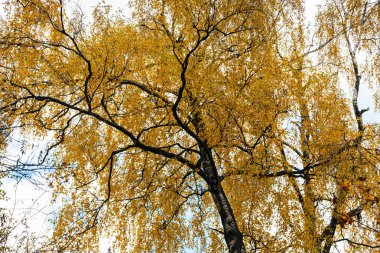 Birch sonbaharın sarı yaprakları ile alttan görünüm