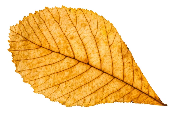 Hösten gula blad av hästkastanj träd isolerade — Stockfoto