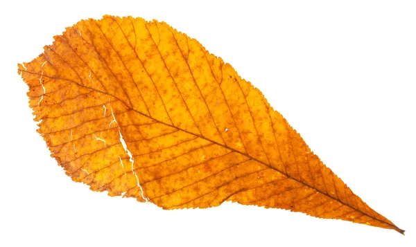 Outono folha amarela quebrada de árvore castanha do cavalo — Fotografia de Stock