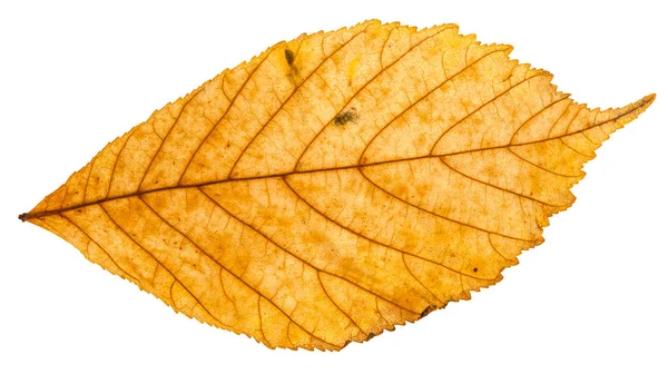 Hoja amarilla de otoño de la planta partenocissus — Foto de Stock