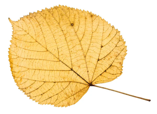 Achterzijde van gele Herfstblad van Linde — Stockfoto