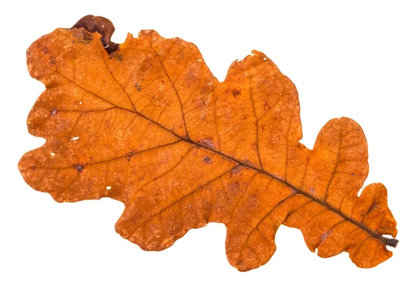 Parte posterior del otoño hoja de color naranja holey de roble —  Fotos de Stock