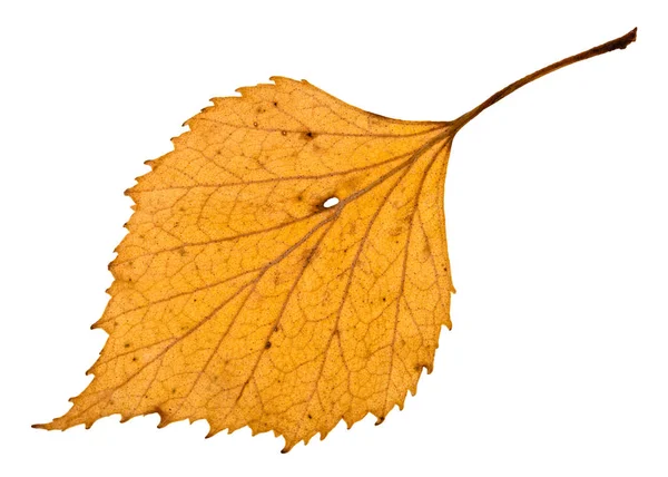 Back side of autumn holey yellow leaf of birch — Stock Photo, Image