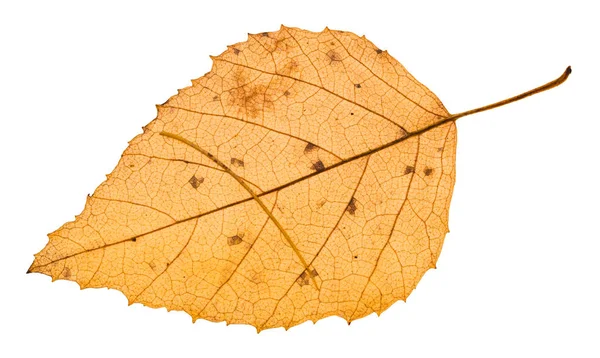 Herbstgelbes Blatt mit Nadeln der Lärche — Stockfoto