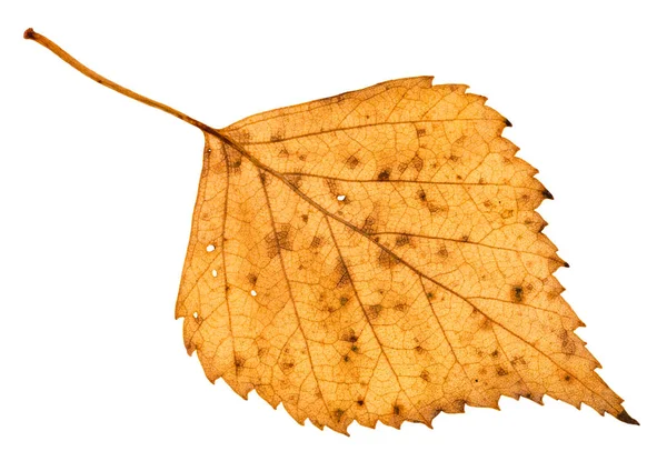 Face arrière de la feuille jaune creuse de bouleau tombée — Photo