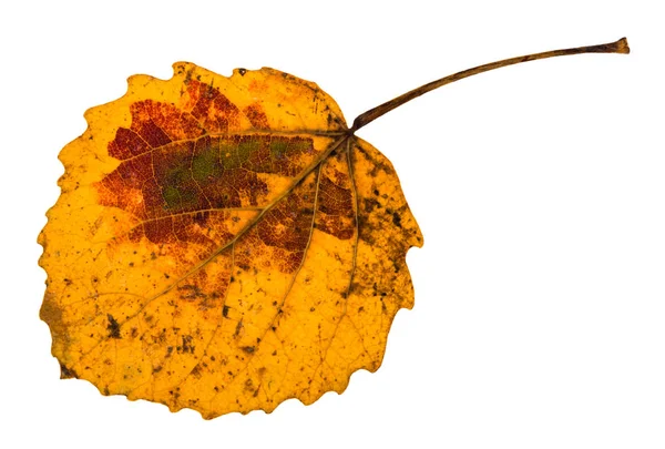 Jesień żółty liść spadł osika drzewa na białym tle — Zdjęcie stockowe