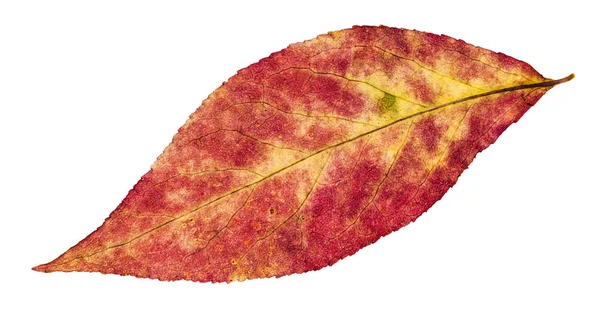 Jesienny liść pied drzewa wierzby na białym tle — Zdjęcie stockowe