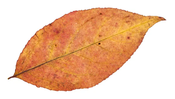 Parte de trás da folha de outono de salgueiro isolado — Fotografia de Stock