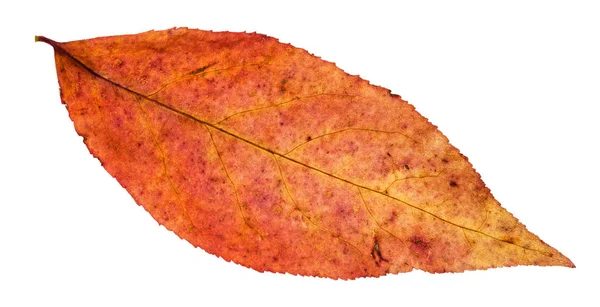 Rode blad van willow tree geïsoleerd op wit — Stockfoto