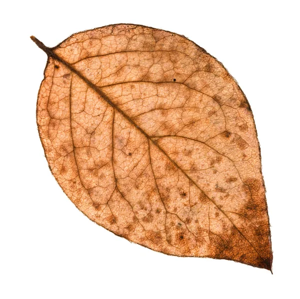 Achterzijde van rotte Herfstblad van poplar tree — Stockfoto