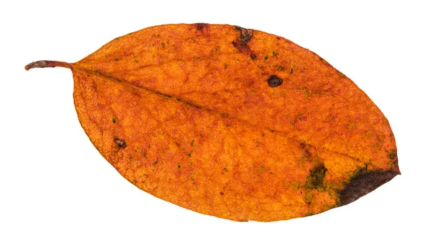 Herbst faules Blatt des Malusbaums isoliert — Stockfoto