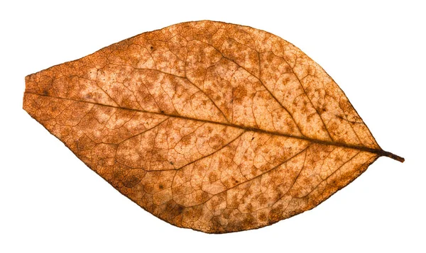 Rückseite des gebrochenen getrockneten Blattes der Pappel — Stockfoto