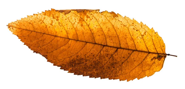 Parte de trás do outono folha podre de freixo — Fotografia de Stock